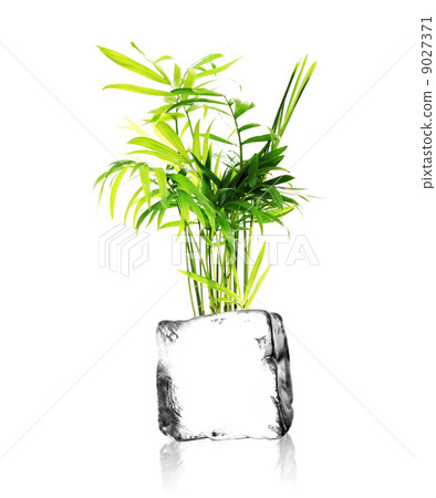 plant and ice cube 9027371