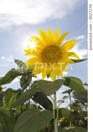 sun flower sun flower 9027376
