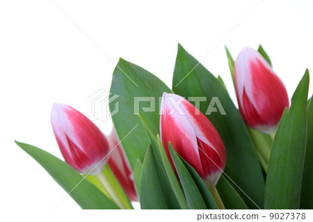 flowers, tulip flowers, tulip 9027378