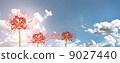Higishi花多藍天雲背光切出合成 9027440