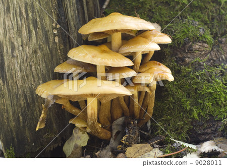 Hypholoma fasciculare Hypholoma fasciculare 9028011