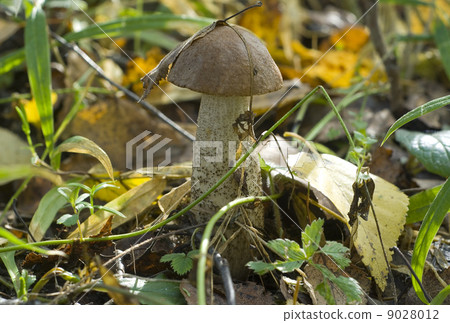 Leccinum scabrum Leccinum scabrum 9028012