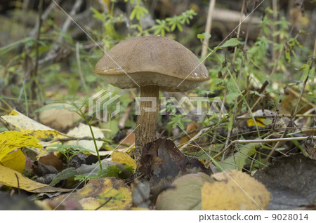 Mushroom. Leccinum scabrum Mushroom. Leccinum scabrum 9028014
