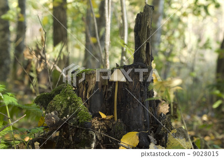 Poisonous toadstool on a stump Poisonous toadstool on a stump 9028015