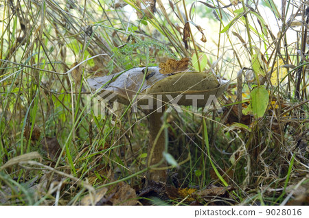 Birch mushroom. Leccinum scabrum Birch mushroom. Leccinum scabrum 9028016