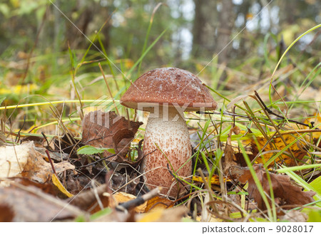 Leccinum aurantiacum. Edible mushroom 9028017