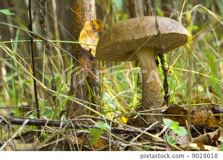 Leccinum scabrum Leccinum scabrum 9028018