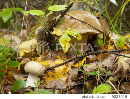 Boletus edulis. Edible mushroom Boletus edulis. Edible mushroom 9028019