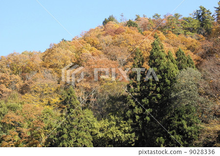Kuruma山秋葉 Kuruma山秋葉 9028336