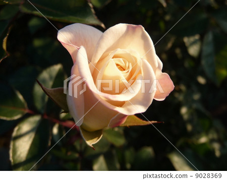 Saratoga_芽 Saratoga_芽 9028369