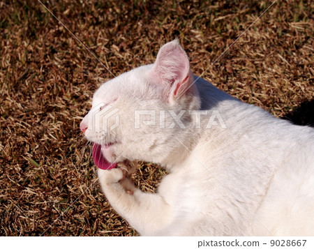 White cat licking hands 9028667