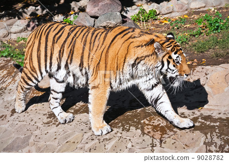 Tiger 9028782