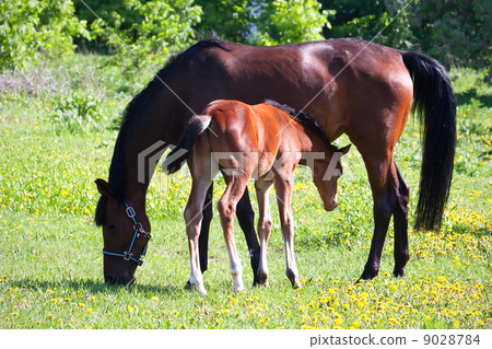 Horse 9028784