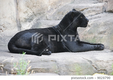 Black panther 9028790