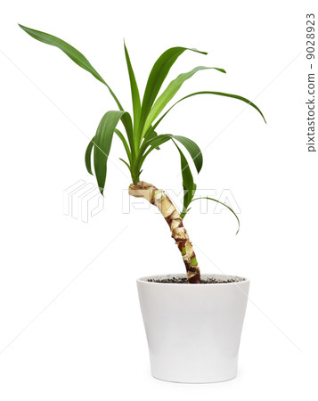 Home plant 9028923