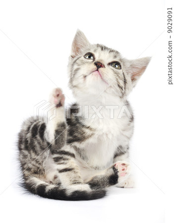 cute gray kitten cute gray kitten 9029091