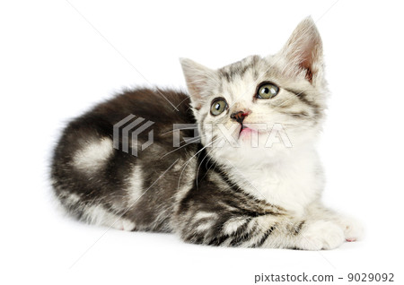 cute gray kitten cute gray kitten 9029092