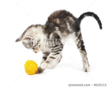 Grey kitten playing Grey kitten playing 9029113