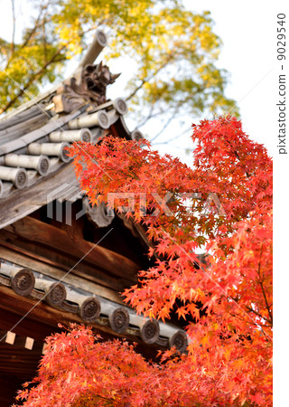 maple leaves 9029540