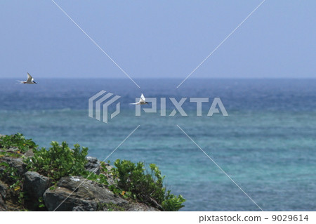 Natural bird leaf and venutia sashi 9029614