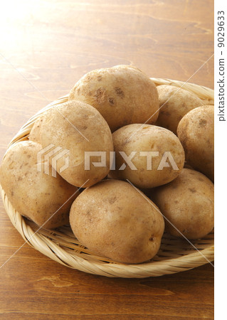 Hokkaido potato (cultivar Matilda) 9029633
