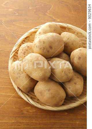 Hokkaido potato (cultivar Matilda) 9029634