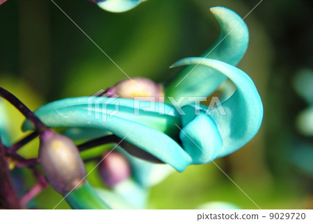 綠玉藤 菲律賓製造 被子植物 9029720