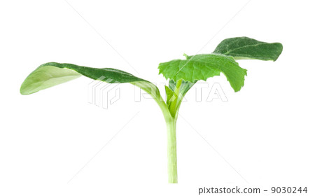 Pumpkin seedling on white background Pumpkin seedling on white background 9030244