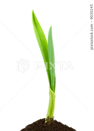 Garlic plant Garlic plant 9030245