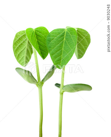 Soy plant Soy plant 9030248