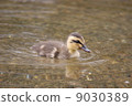 Baby chicks 9030389