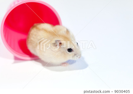 Pudding hamster 2024