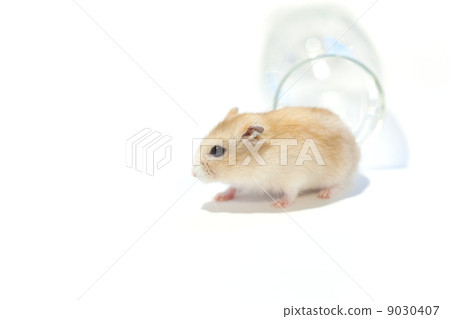 Pudding hamster 9030407