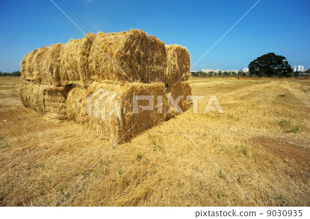 Harvesting 9030935
