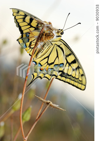Swallowtail butterfly Swallowtail butterfly 9030938