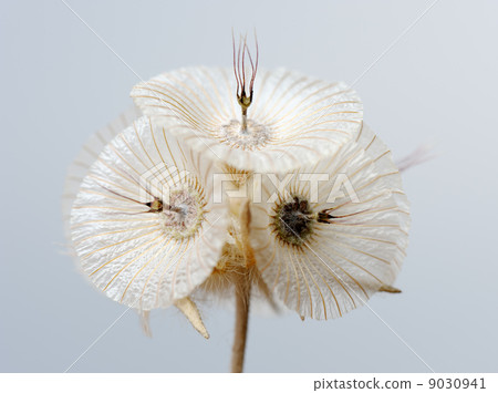 Plant of Israel 9030941