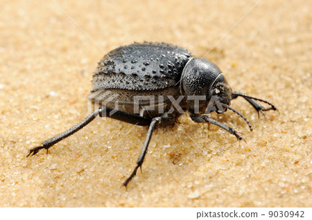 Darkling beetle on the sand Darkling beetle on the sand 9030942