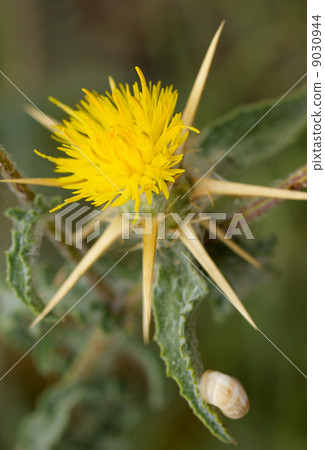 Prickly flower. 9030944