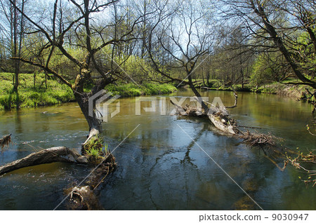 River in the forest River in the forest 9030947
