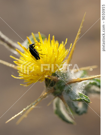 A beetle on the prickly flower. A beetle on the prickly flower. 9030955