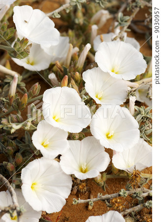 Bindweed on the sand Bindweed on the sand 9030957