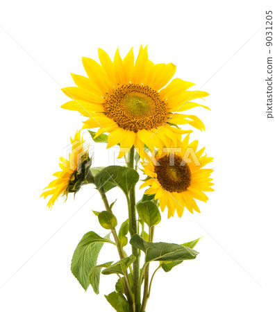 sunflower isolated sunflower isolated 9031205