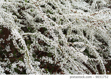 雪柳 9031752