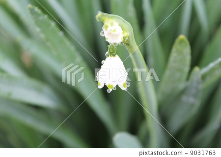 雪花Suzuran黃水仙 9031763