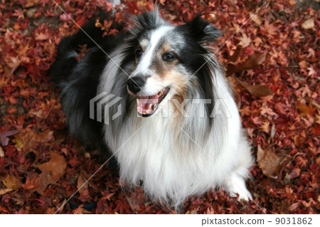 狗和落葉 狗和落葉 9031862