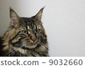 Maine Coon of Brown Clothic Tabby 9032660