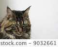 Maine Coon of Brown Clothic Tabby 9032661