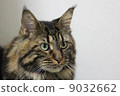 Maine Coon of Brown Clothic Tabby 9032662