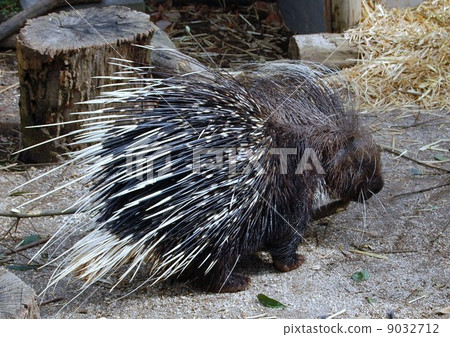 porcupine porcupine 9032712