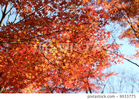 Momiji leaves hit by the sun Momiji leaves hit by the sun 9033775
